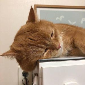 把校花🌸吊起来揉搓双乳兔女郎
