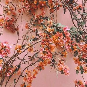 把校花🌸吊起来揉搓双乳兔女郎
